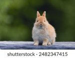 Netherland dwarf rabbit stand on the table outdoor shot.