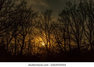 Netherlands, Arnhem, Burger Zoo, Europe, sunset behind tree