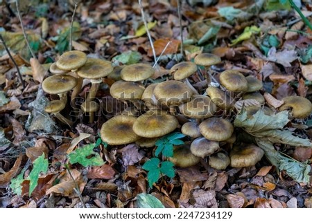 Netherlands, Hague, Haagse Bos, Europe, fungus fungii mushroom growing