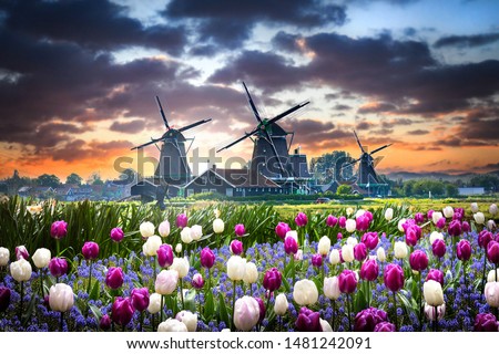 Netherlands landscape with beautifull violet and white tulips flowers. Dutch windmills, water mill houses near the canal in Zaanse Schans postcard. 