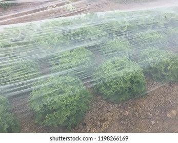 Nets crops on salads protect insect and animals damage plants in field