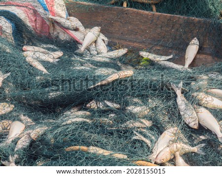 Nets full of fish caught in the waters of the Amazon River. Amazonia. South America