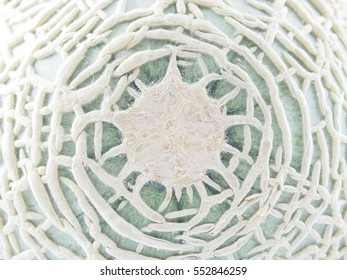 Netted melon texture for background. Close-up of green and white melon bottom peel. 