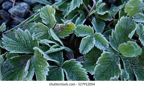 Nettle.