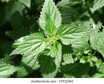 Nettle