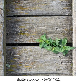 nettle