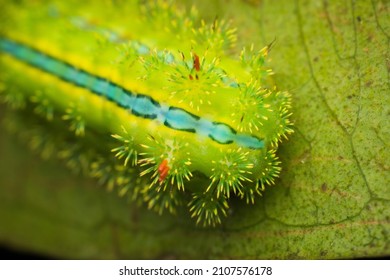 Nettle Caterpillar, Insect, Bhimashankar, India