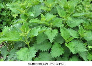 The nettle dioecious (Urtica dioica) with green leaves grows in natural thickets.