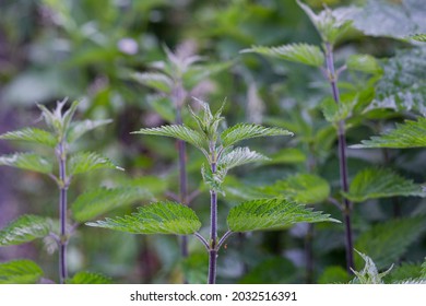 The nettle dioecious (Urtica dioica) with green leaves