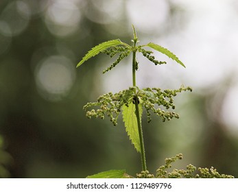 Nettle Feeding Insectfamily 