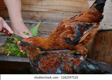 Nettle Feeding In The Village