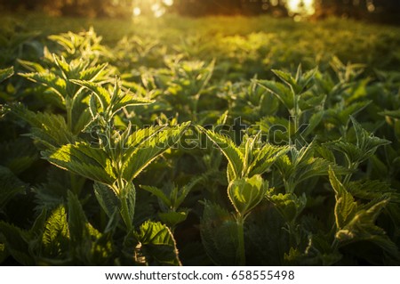 Similar – Image, Stock Photo celery Food Vegetable