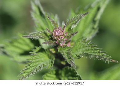 Крапива цветок Urtica Диосия Фураж
