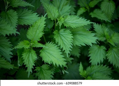 Nettle Green Leaf