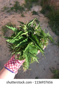 nettle in hand