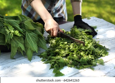 Nettle Herb. Woman Chopping Nettle Leaves.