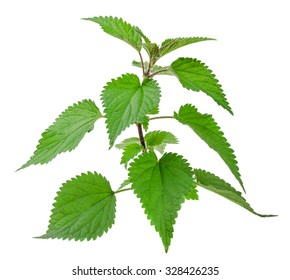 Nettle Isolated On A White Background