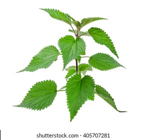 Nettle Isolated On A White Background