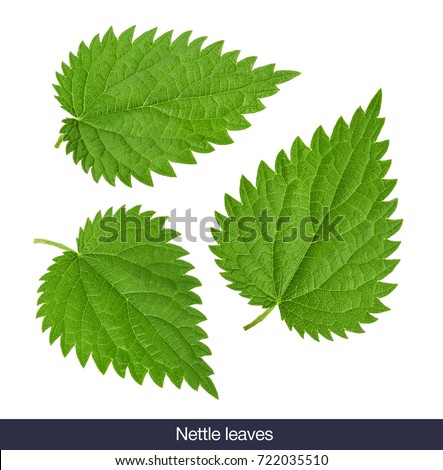 Nettle leaf isolated