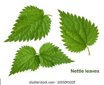 Nettle Leaf Isolated On White Without Shadow. Set