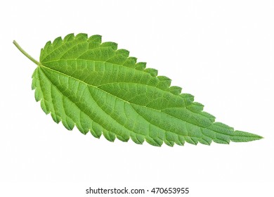 Nettle Leaf Isolated On White Background 