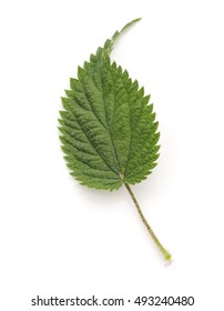 Nettle Leaf Isolated On A White Background.