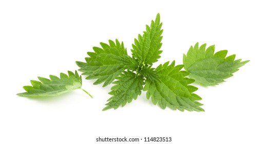 39,871 Nettle Leaf Images, Stock Photos & Vectors | Shutterstock