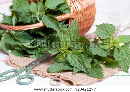 Nettle on the table