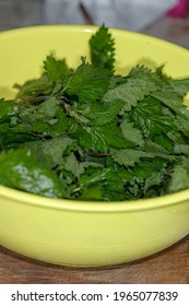 Nettle Plant In Plastic Bowl