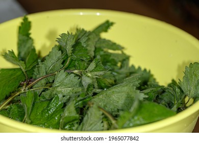 Nettle Plant In Plastic Bowl