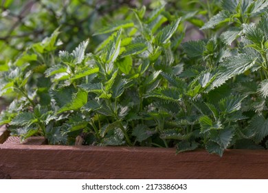 Nettle plant. Stinging nettle dioecious. Medicinal herb. Growing nettles for medicinal purposes. Nettle is used for soups and salads. Fresh common nettle leaves.