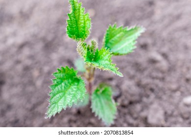 A Nettle Sprout Came Out Of The Ground.