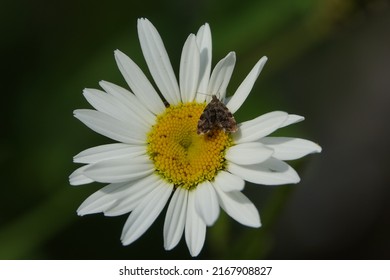 Nettle Tap Moth (Anthophila Fabriciana) Feeding On Daisy Flower