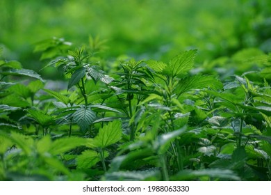 The nettle thickets on a green blurry background.
Nettle dioecious - Urtica dioica