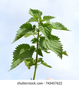 Nettle Urtica Dioica