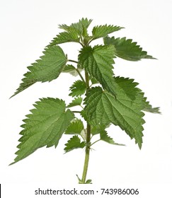 Nettle, Urtica, Dioica, 