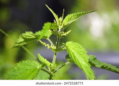 Nettle (urtica dioica) beginning to bloom - close-up of leaves and inflorescences. Wild edible herbs in the garden.