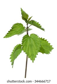 Nettle; Urtica Dioica; Big Nettle