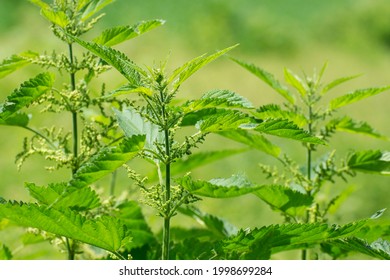 Nettle (urtica dioica) with fluffy green leaves and flowers. Medicinal plants in natural. Fresh nettle leaves. Raw materials for homeopathic remedies.