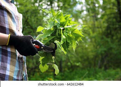 Nettle. A Woman Collects Nettles In The Woods.