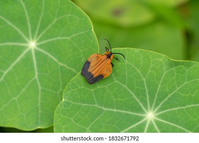 Net Winged Beetle High Res Stock Images Shutterstock