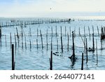 A network of poles and nets forms a shellfish shellfish aquaculture in water, shellfish farming, coastal aquaculture