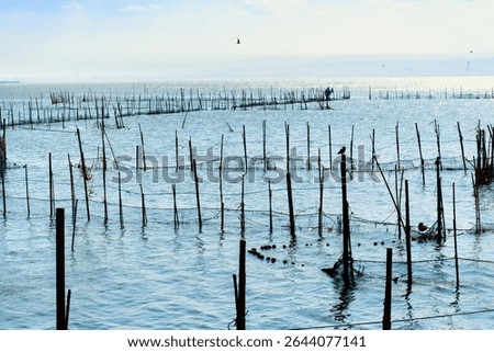 A network of poles and nets forms a shellfish shellfish aquaculture in water, shellfish farming, coastal aquaculture