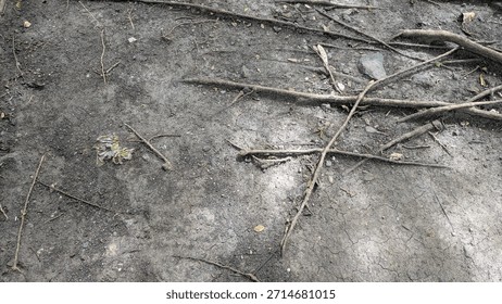 A network of thin, long tree roots spreads across dry, cracked earth. The textured ground features scattered pebbles, fallen leaves, small twigs, creating a detailed, natural, organic pattern.