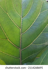 Network Of Veins Of Dicotyledon (Fiddle Fig)