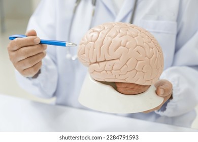 Neurologist hand pointing brain anatomy human model and brain disease lesion on white background.Part of human body model with organ system for health and doctor student study in university.