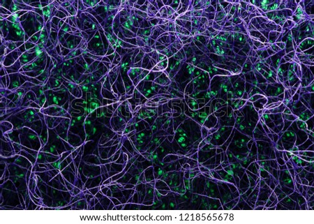 
Neuron fiber microscope