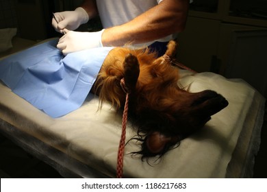Neutering (castration) By Dachshund Dog
