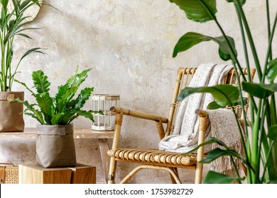 Neutral Composition Of Living Room Interior With Rattan Armchair, A Lot Of Tropical Plants In Design Pots, Decoration And Elegant Personal Accessories In Stylish Home Decor.