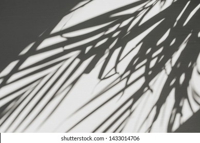 Neutral floral composition with tropical palm branch silhouette. Flat lay, top view florist minimal exotic nature background.